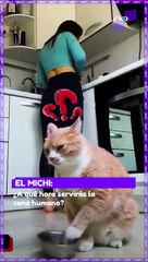 Este gato se viraliza por TikTok por su forma de pedir comida a su dueña