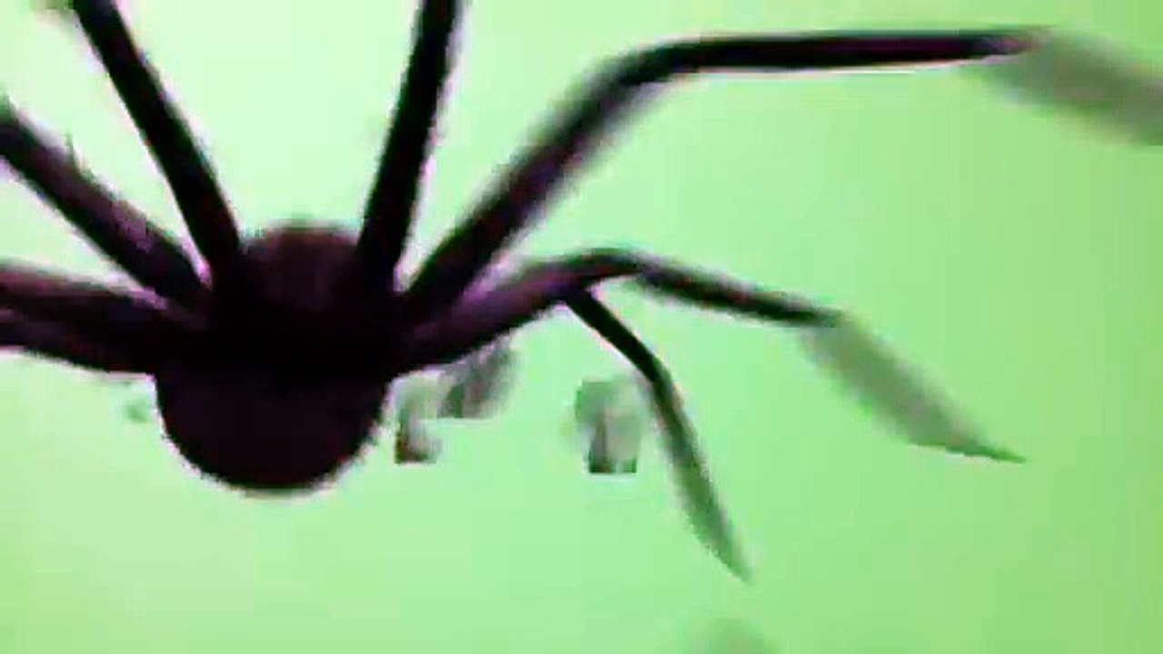 Spider Attack Green Screen