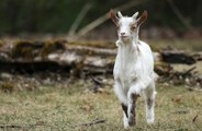Goats can tell if humans are happy or angry based on their tone of voice