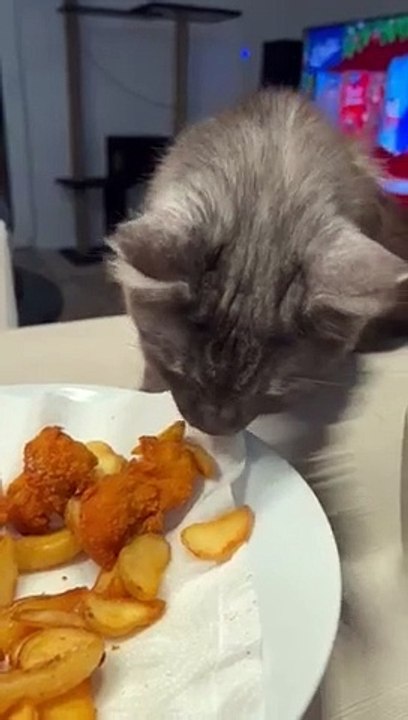 Cat wants to eat