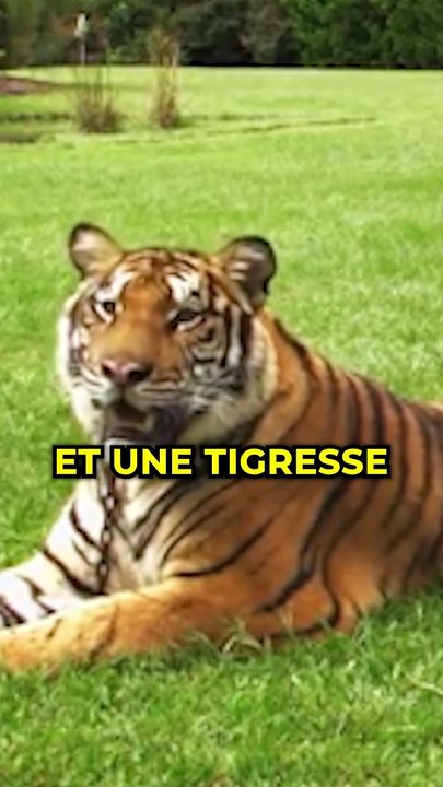 Ces animaux hybrides existent vraiment