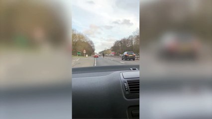 Horse Gallops on A3 in Wrong Direction 🐎