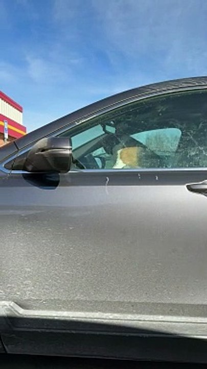 Impatient Beagle Honks Car Horn