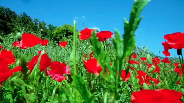 Cennette cennette / Müziksiz ilahi