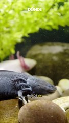 Conoce a La Gorda, el ajolote que posó para el billete de $50