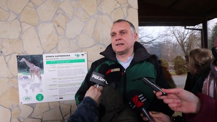 Dziennik Zachodni / Żyrafa Lilo / Lucyna Nenow