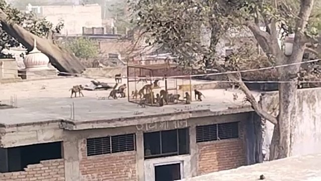 About 60 monkeys were caught by placing cages at two places...watch video.