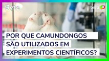 Por que camundongos são utilizados em experimentos científicos?