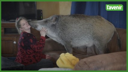 Un amour de sanglier, à Laneuville