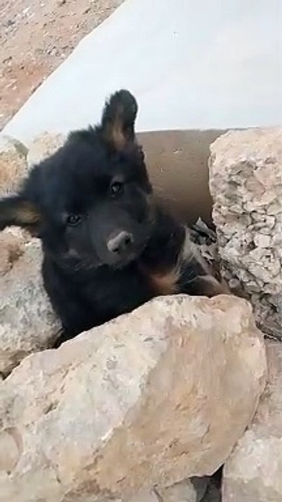 Cute Dog