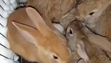 Cute Rabbits Funny