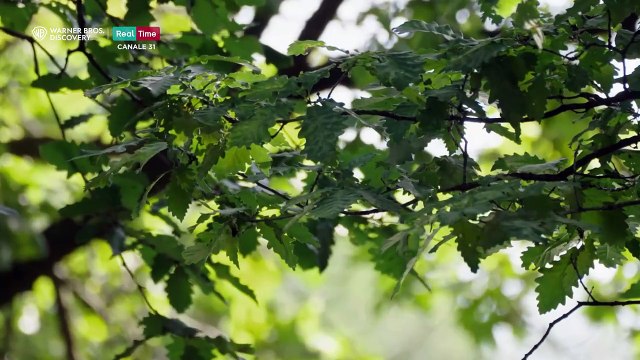 Bake Off Italia - Dolci in forno Saison 1 - (IT)