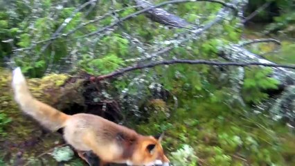 Un berger allemand rencontre un renard... Ce qui se passe est incroyable