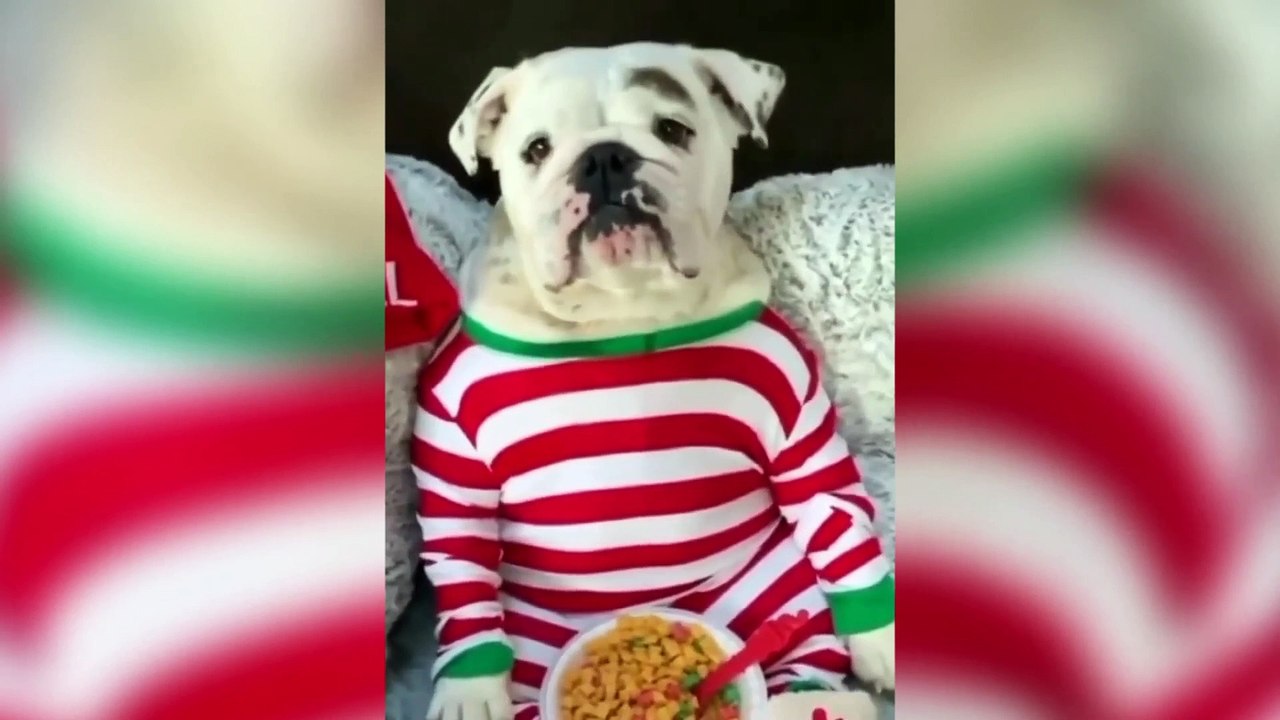 Ultimate Try Not to Laugh Challenge: Hilarious Dogs Edition! =