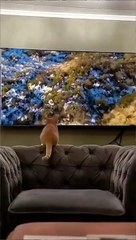 Finding the perfect spot to jump#funnyvideos