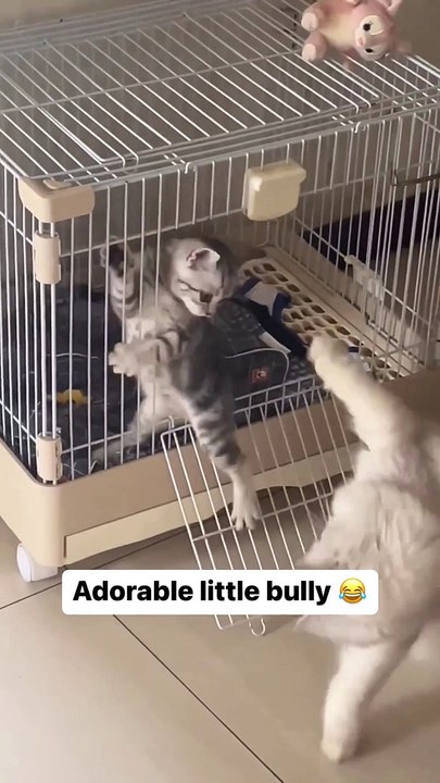 Adorable little cats