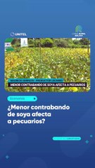 ¿Menor contrabando de soya afecta a pecuarios?
