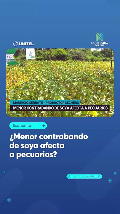 ¿Menor contrabando de soya afecta a pecuarios?