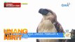 Philippine eagle sa Born to be Wild | Unang Hirit