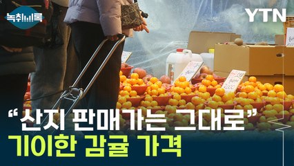 치솟은 감귤 가격, 그런데 산지는 다르다? [Y녹취록] / YTN