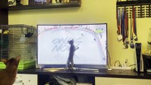 Kitten Catches Hockey Players