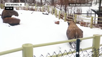 Rhino has a blast in fresh snow