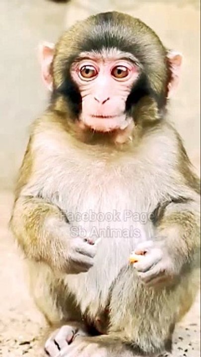 Funny Honuman Shorts, Honuman Shorts Video, Trending Video, Viral Video, Animals Shorts, Funny Animal's #Animalsshorts#Shortsvideo#Honumanshorts#Wildanimals