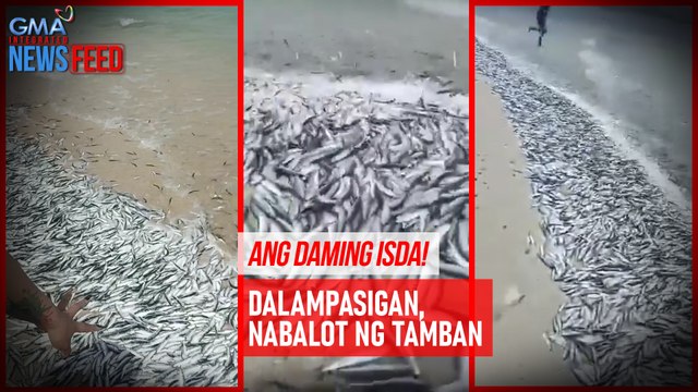 Dalampasigan, nabalot ng tamban | GMA Integrated Newsfeed