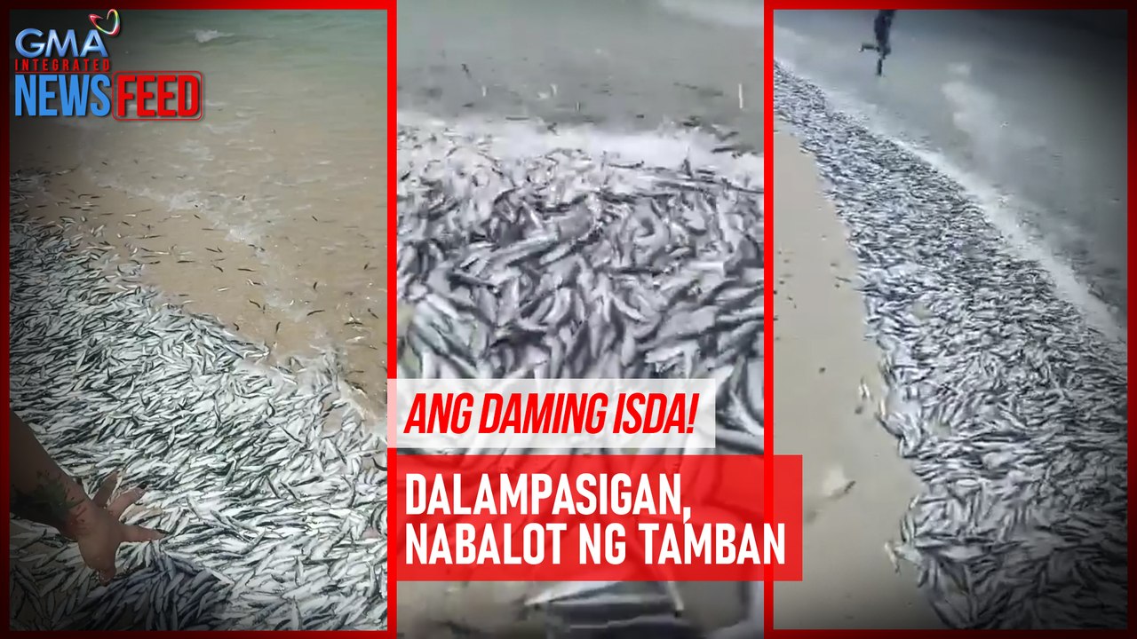 Dalampasigan, nabalot ng tamban | GMA Integrated Newsfeed
