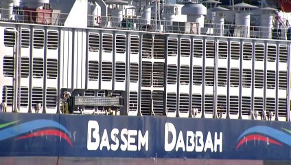 RSPCA calls for stranded livestock off the WA coast to be released into Australia