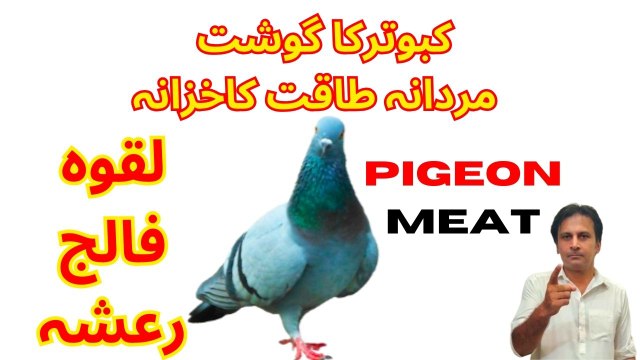 Kabootar ke gosht ka mizaj aur fayde | Mardana taqat ke liye kabootar ka gosht kaisa hai | Pigeob meat benefits | Arshad mens health channel