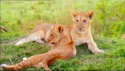 Animals Like Us - Animal Emotions - Wildlife Documentary