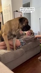 My vicious GIANT doggo brutally squashes my  #puppy #shorts #funnydogs