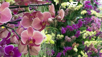 شاهد: ألوان زاهية وأشكال عجيبة... لندن تحتفل بمهرجان الأوركيد السنوي