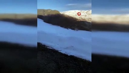 Kırmızı listedeki vaşak bir ilimizde daha görüntülendi