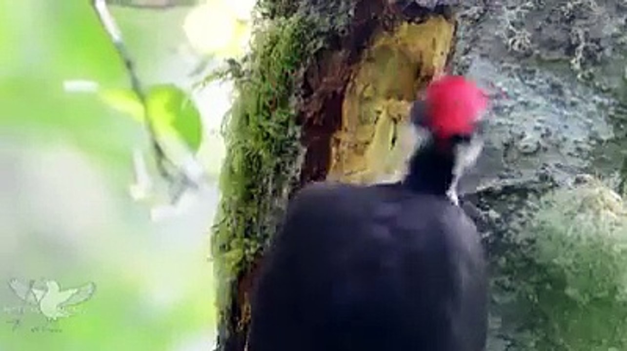 @ابومنقارالعجيب والقوةالجبارةالموجودةبمنقارة