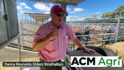 Strathalbyn cattle market - Feb 2 2024 - Stock Journal