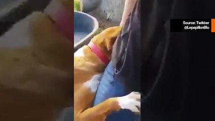 Video: toimittaja menee eläinsuojaan työtehtävässä ja ottaa koiran kotiin saadessaan halauksen