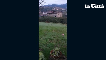 Omignano, lupi avvistati nei pressi delle abitazioni