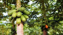 Papaya farming