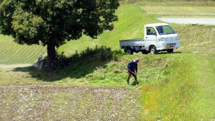 4 Seasons Under a Tree in Japan