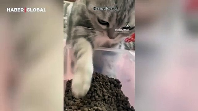 Acıkan kedinin mamasını yeme şekli izlenme rekorları kırdı