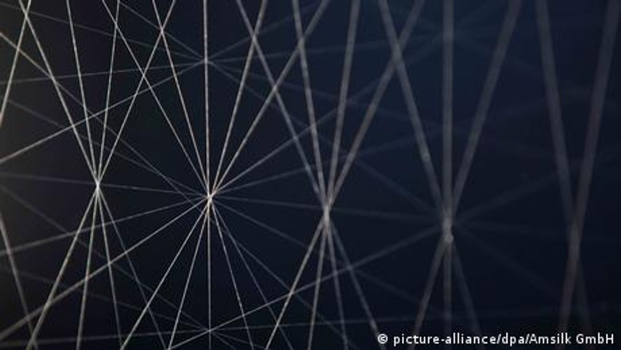 What can we learn from spiders?