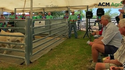 Hammer falls as Dorper ram sells for $50,000
