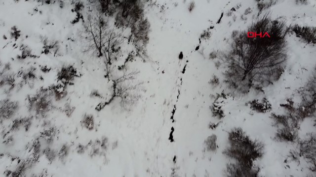 Kış uykusuna yatamayan ayı dron ile görüntülendi
