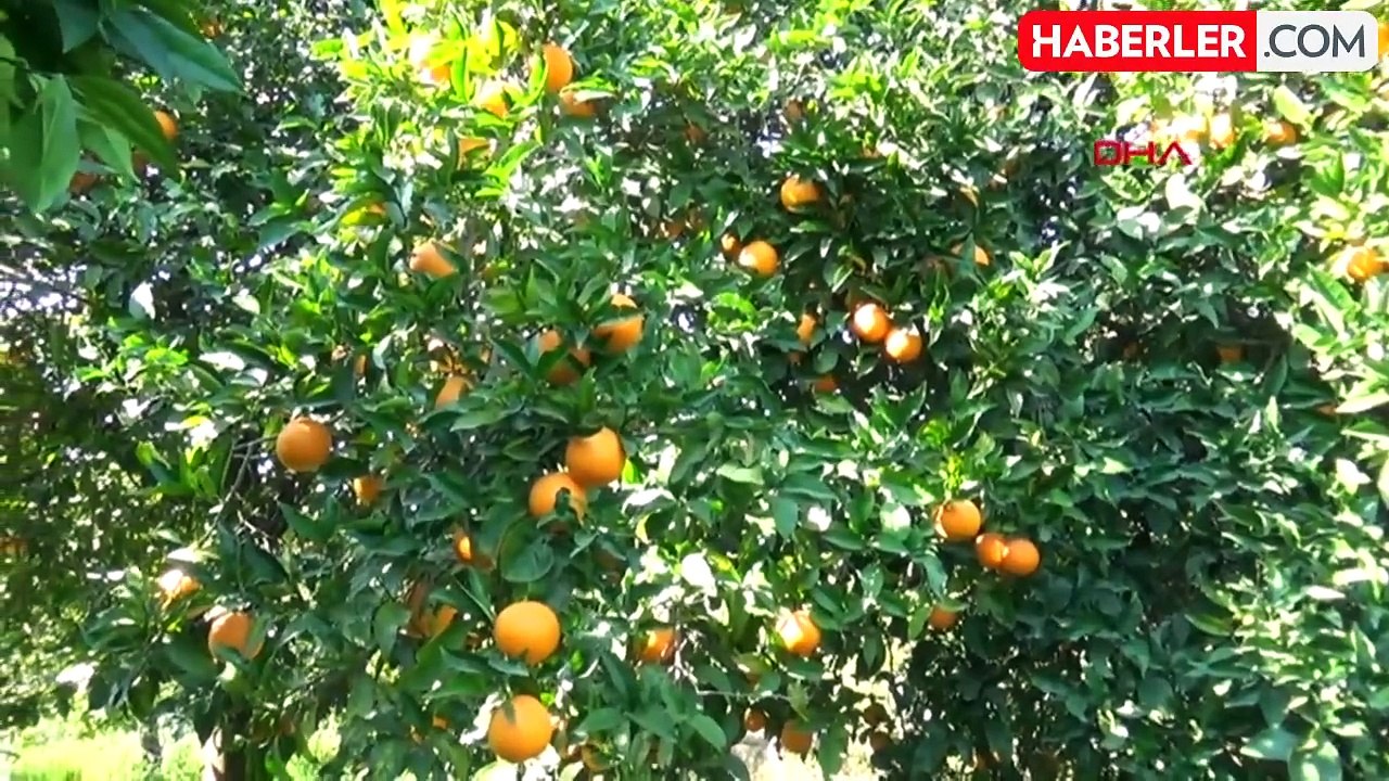Alanya Ziraat Odası Başkanı Narenciyede Taban Fiyat Uygulaması İstiyor