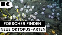 Forscher entdecken zahlreiche unbekannte Oktopus Arten