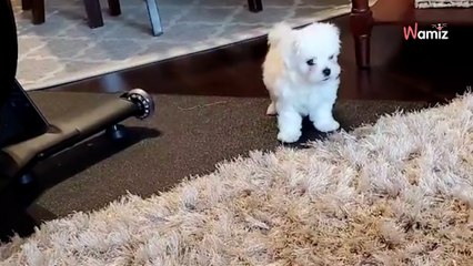 Son chiot découvre pour la première fois un tapis shaggy : c'est un véritable moment de liesse ! (vidéo)