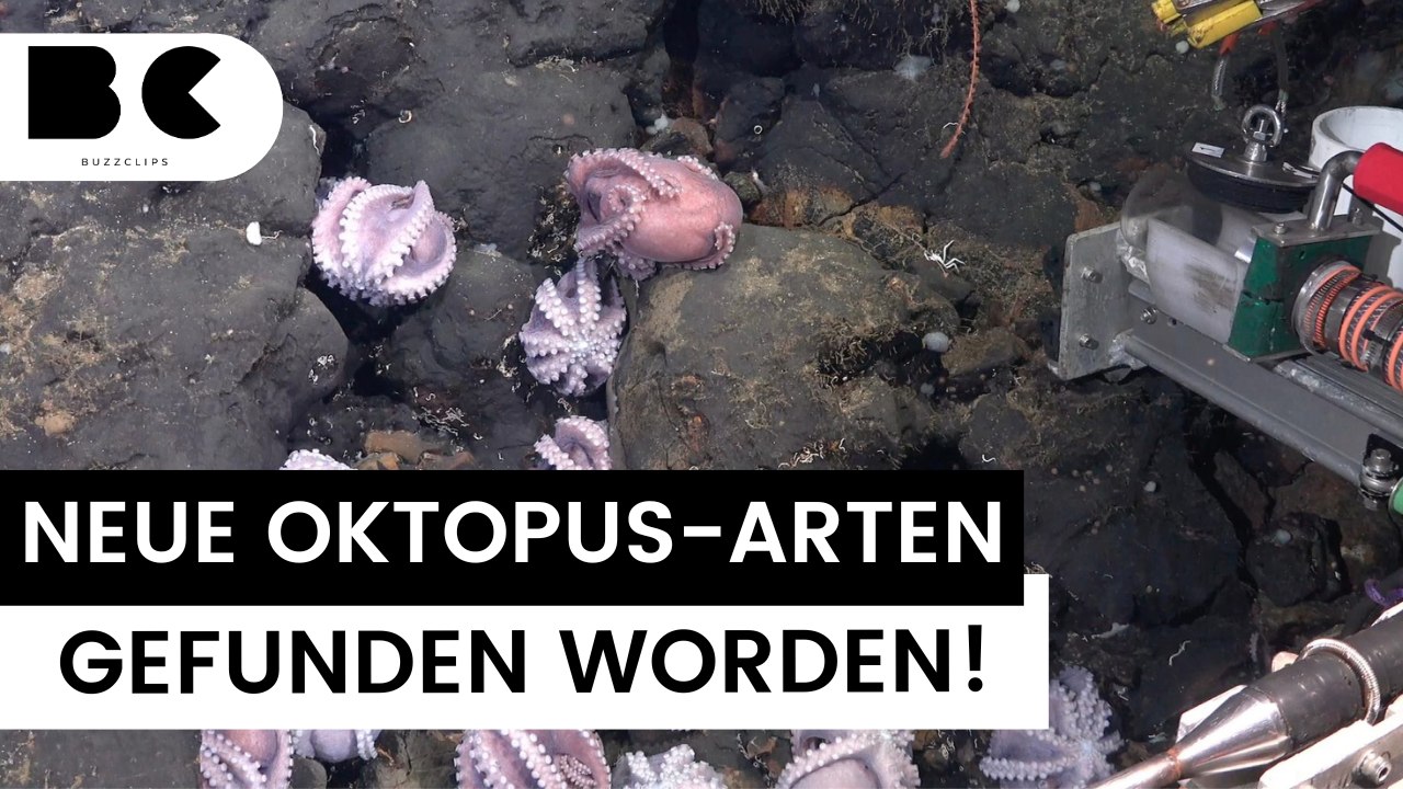 Sensation: Zahlreiche neue unbekannte Oktopus-Arten entdeckt