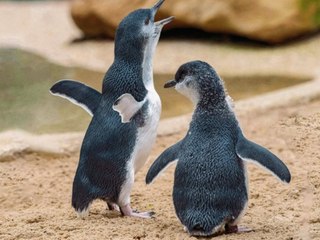Pinguine in Australien haben dank Klimawandel mehr Sex